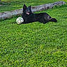 dog, black_dog, soccer_ball, grass, lawn, outdoor, pet, animal, playful, resting, log, nature, greenery, daylight, fur, canine, relaxed, park, summer, happy