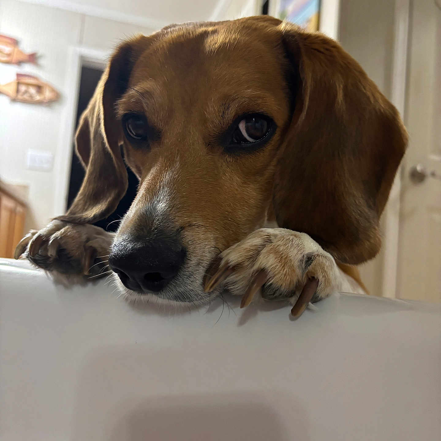 Bo Spells joined the competition — help win amazing prizes! animal, brown, close_up, curious, decor, dog, door, ears, fur, home, indoor, light, looking, nail, paws, pet, shadow, snout, wall, wood