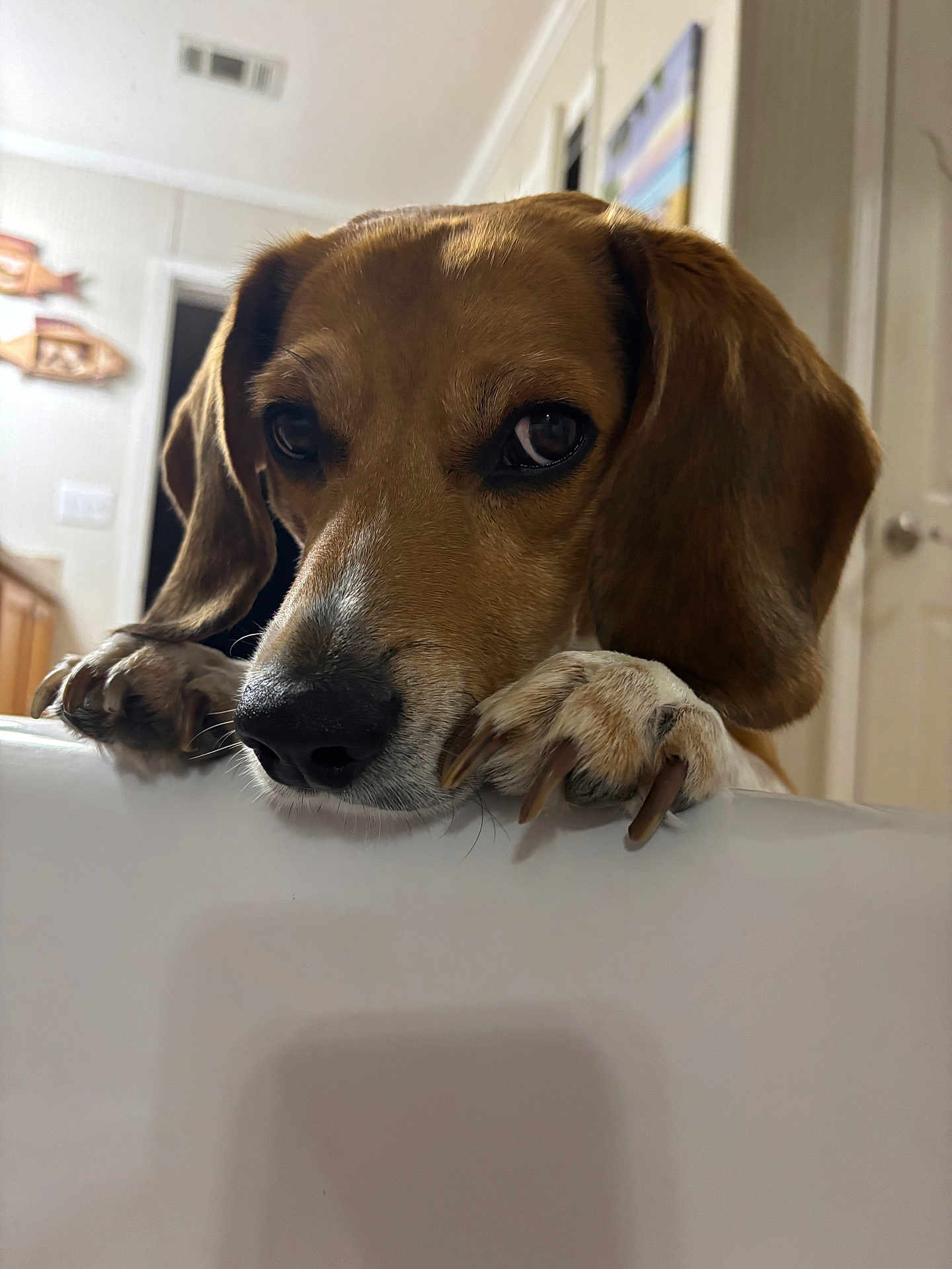 Bo Spells joined the competition — help win amazing prizes! dog, pet, indoor, close_up, brown, ears, paws, curious, animal, snout, fur, looking, home, wall, door, wood, decor, light, shadow, nail