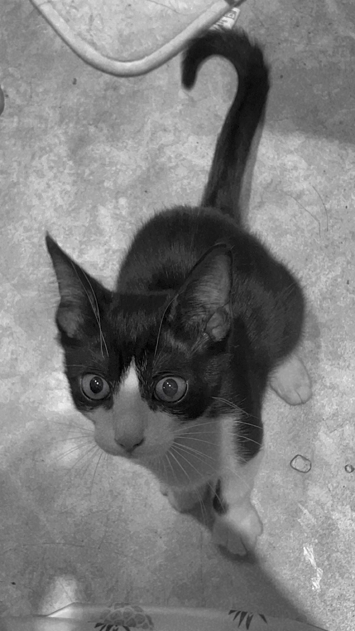 Leelo a rejoint le concours — aidez-le/la à gagner de superbes lots ! art, carnivore, cat, domestic_short_haired_cat, eye, felidae, fur, grey, monochrome, monochrome_photography, paw, shadow, small_to_medium_sized_cats, snout, tail, terrestrial_animal, whiskers