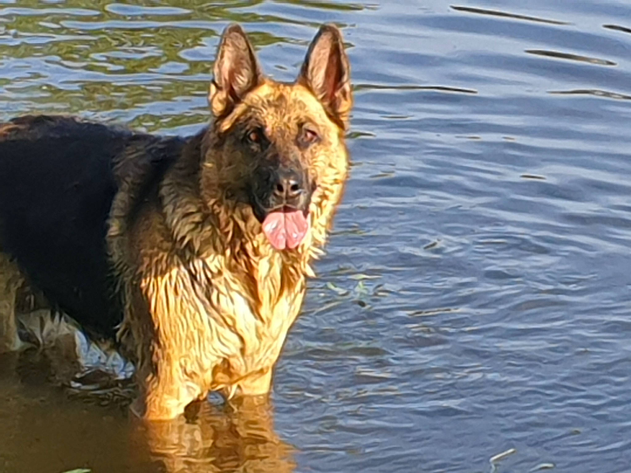 Irka a rejoint le concours — aidez-le/la à gagner de superbes lots ! biting, canidae, carnivore, companion_dog, dog, dog_breed, east_european_shepherd, fawn, german_shepherd_dog, guard_dog, herding_dog, king_shepherd, lake, old_german_shepherd_dog, snout, sporting_group, water, wildlife, working_animal, working_dog