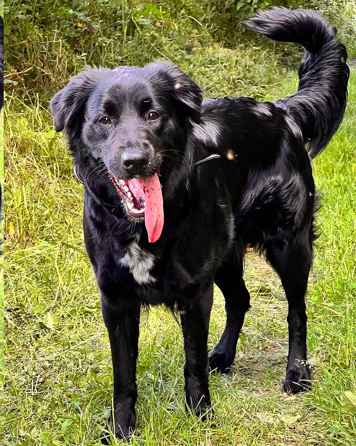 Zelda a rejoint le concours — aidez-le/la à gagner de superbes lots ! borador, canidae, carnivore, companion_dog, dog, dog_breed, grass, gun_dog, hunting_dog, labrador_retriever, retriever, snout, sporting_group, tail, terrestrial_animal, working_animal, working_dog