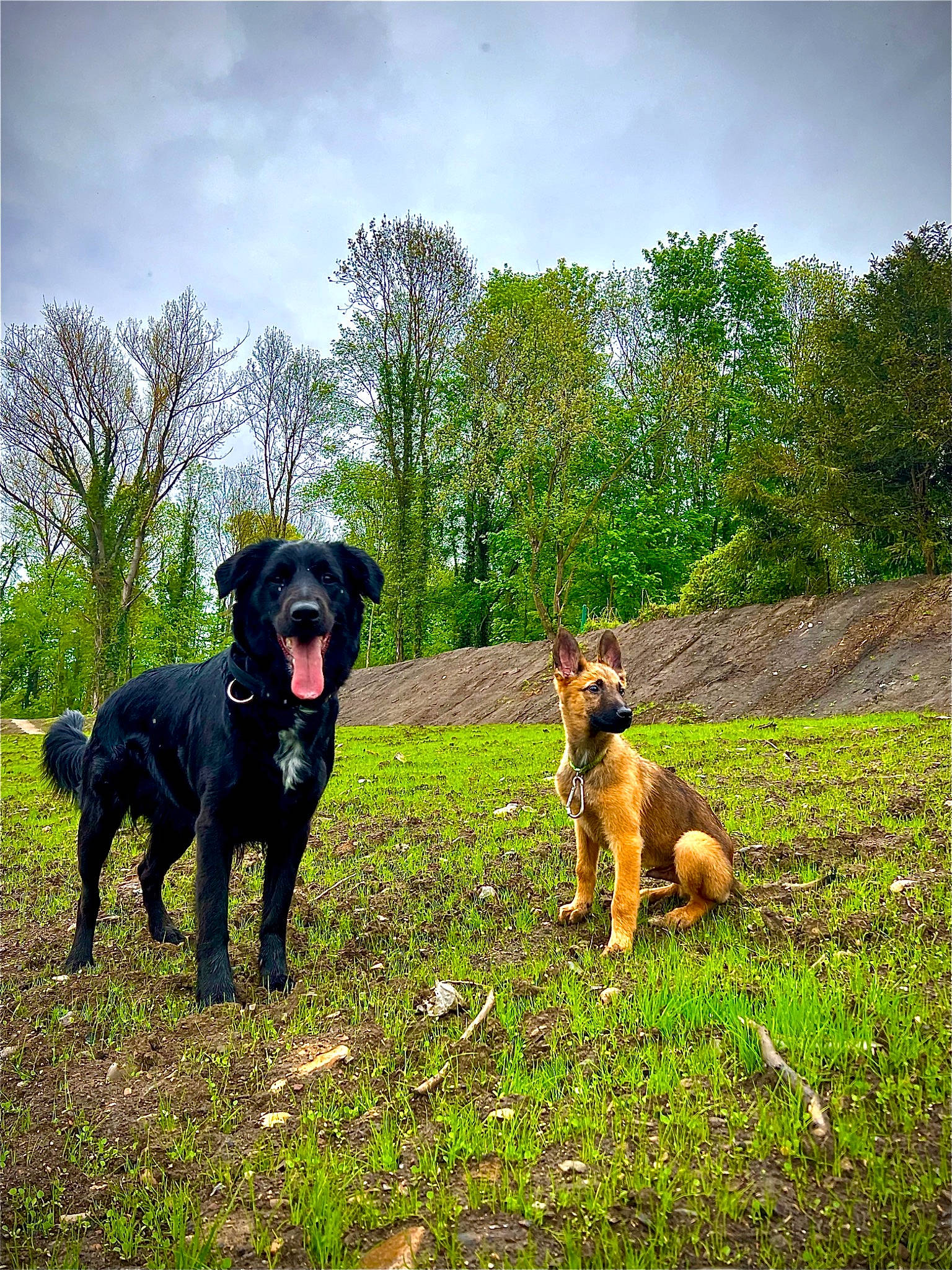 Zelda participe au concours pour gagner de l'argent avec cette photo : canidae, carnivore, cloud, companion_dog, dog, dog_breed, grass, grassland, guard_dog, gun_dog, landscape, pasture, plant, shrub, sky, sporting_group, tail, tree, working_animal, working_dog