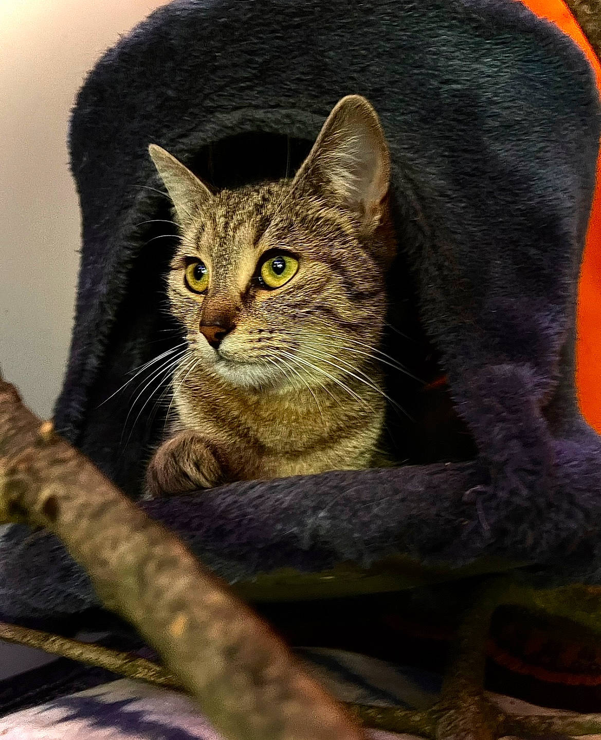 Zira participe au concours pour gagner de l'argent avec cette photo : carnivore, cat, cat_supply, domestic_short_haired_cat, felidae, fur, grass, grey, sitting, small_to_medium_sized_cats, snout, terrestrial_animal, tree, whiskers, wildlife