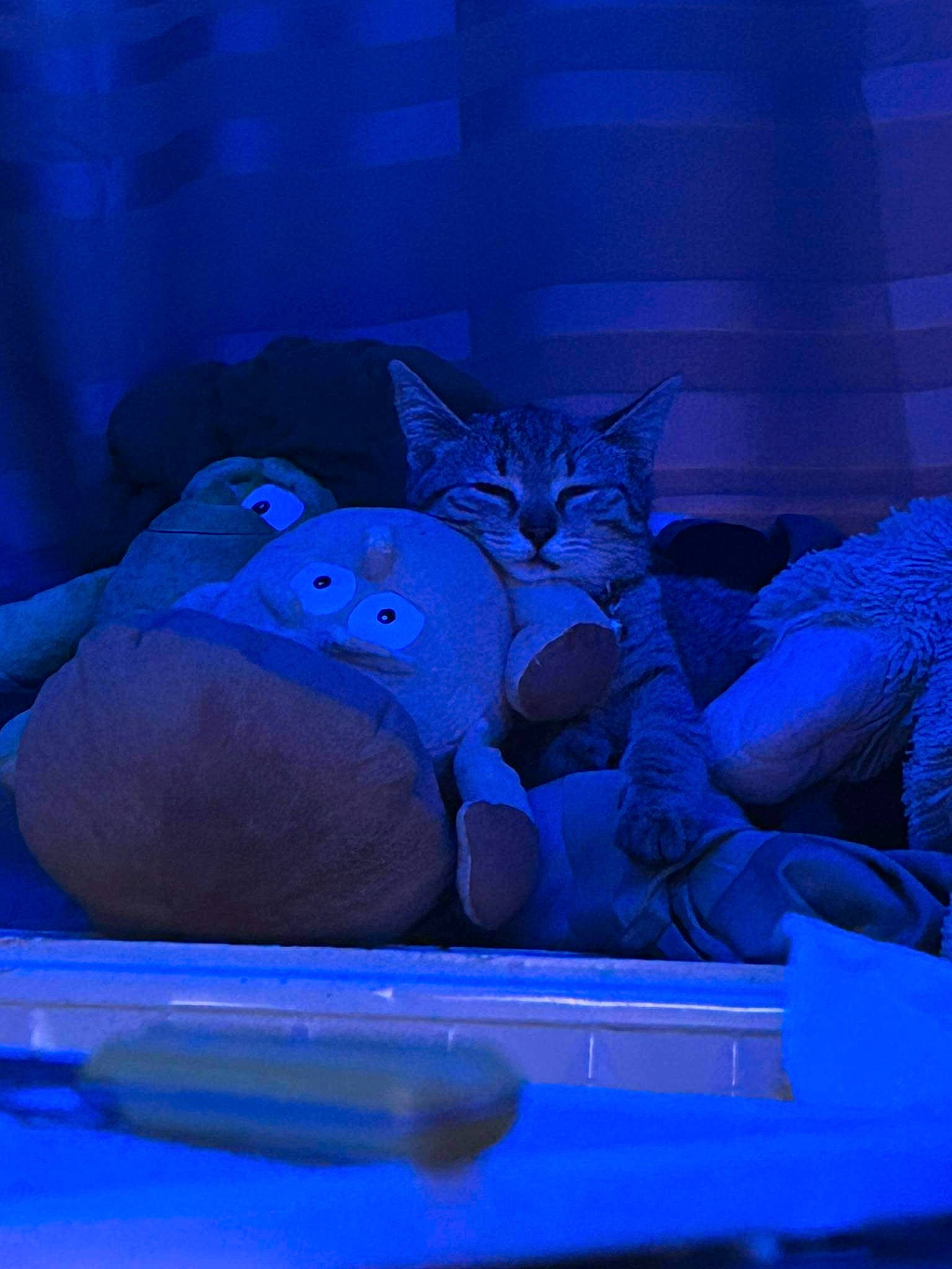 Zira participe au concours pour gagner de l'argent avec cette photo : blue, carnivore, cat, cat_supply, comfort, darkness, domestic_short_haired_cat, electric_blue, felidae, fictional_character, fur, glass, night, purple, room, sitting, small_to_medium_sized_cats, still_life_photography, tail, whiskers