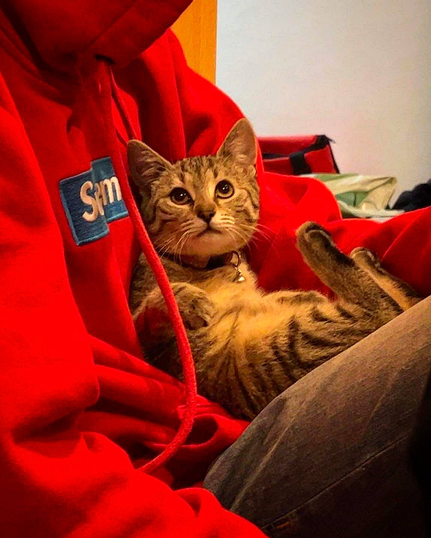 Zira participe au concours pour gagner de l'argent avec cette photo : bed, carmine, carnivore, cat, comfort, domestic_short_haired_cat, electric_blue, felidae, fur, linens, paw, room, sitting, sleeve, small_to_medium_sized_cats, whiskers