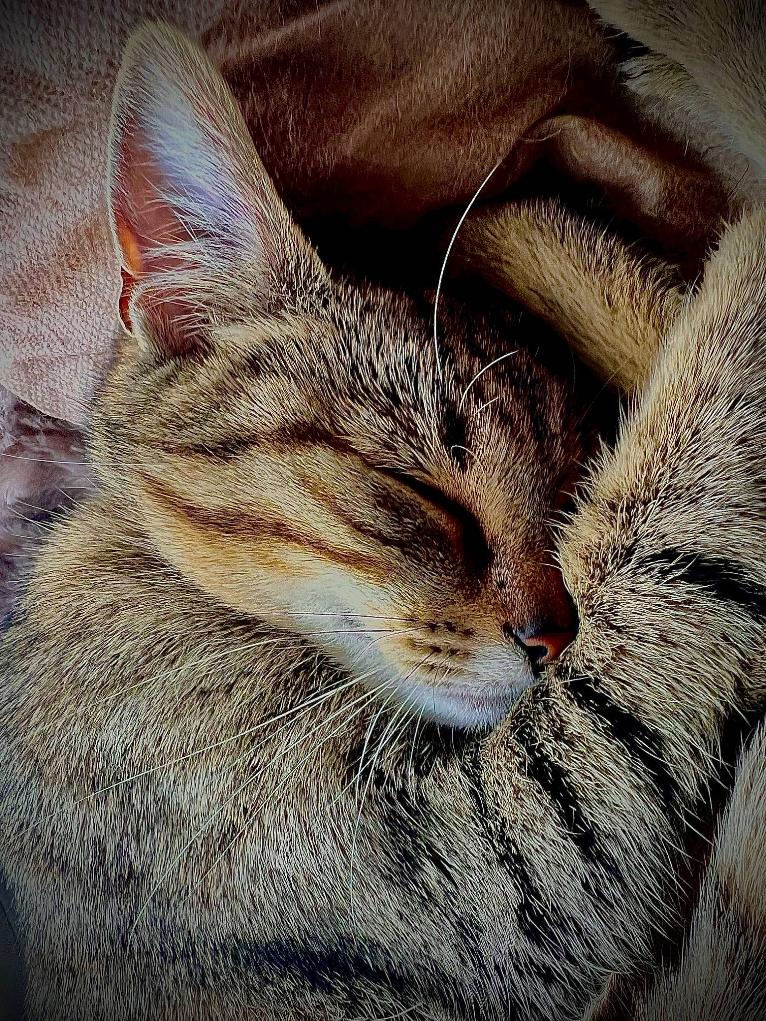 Zira participe au concours pour gagner de l'argent avec cette photo : art, carnivore, cat, comfort, domestic_short_haired_cat, eye, felidae, fur, nap, paw, sleep, small_to_medium_sized_cats, snout, terrestrial_animal, whiskers, wildlife