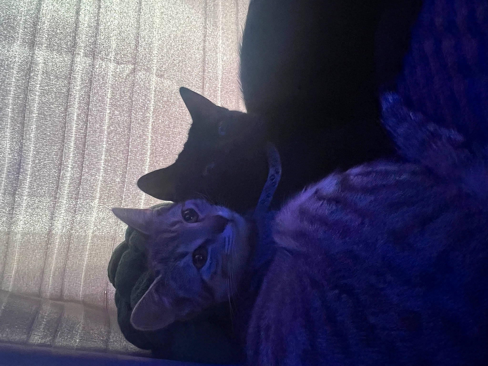 Zira participe au concours pour gagner de l'argent avec cette photo : black_cat, carnivore, cloud, comfort, companion_dog, darkness, dog_breed, electric_blue, felidae, fur, grey, human_leg, purple, sitting, small_to_medium_sized_cats, snout, sporting_group, tail, tints_and_shades, whiskers