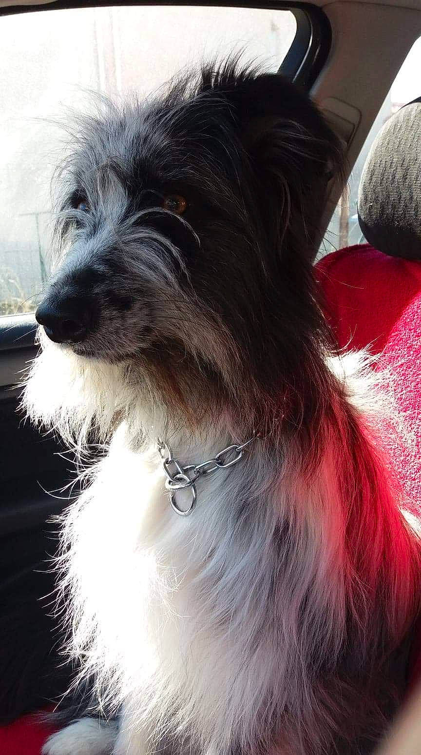 Naya participe au concours pour gagner de l'argent avec cette photo : biewer_terrier, cairn_terrier, canidae, carnivore, chinese_crested_dog, companion_dog, dog, dog_breed, mammal, miniature_schnauzer, morkie, puppy, pyrenean_shepherd, rare_breed_dog, schnoodle, snout, terrier, tibetan_terrier, toy_dog, vertebrate