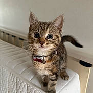 Poppy is registered to the contest to win money with this photo: kitten, cat, tabby, pet, animal, mammal, collar, bell, fur, whiskers, ears, tail, curious, cute, indoor, mattress, white, furniture, closeup, young