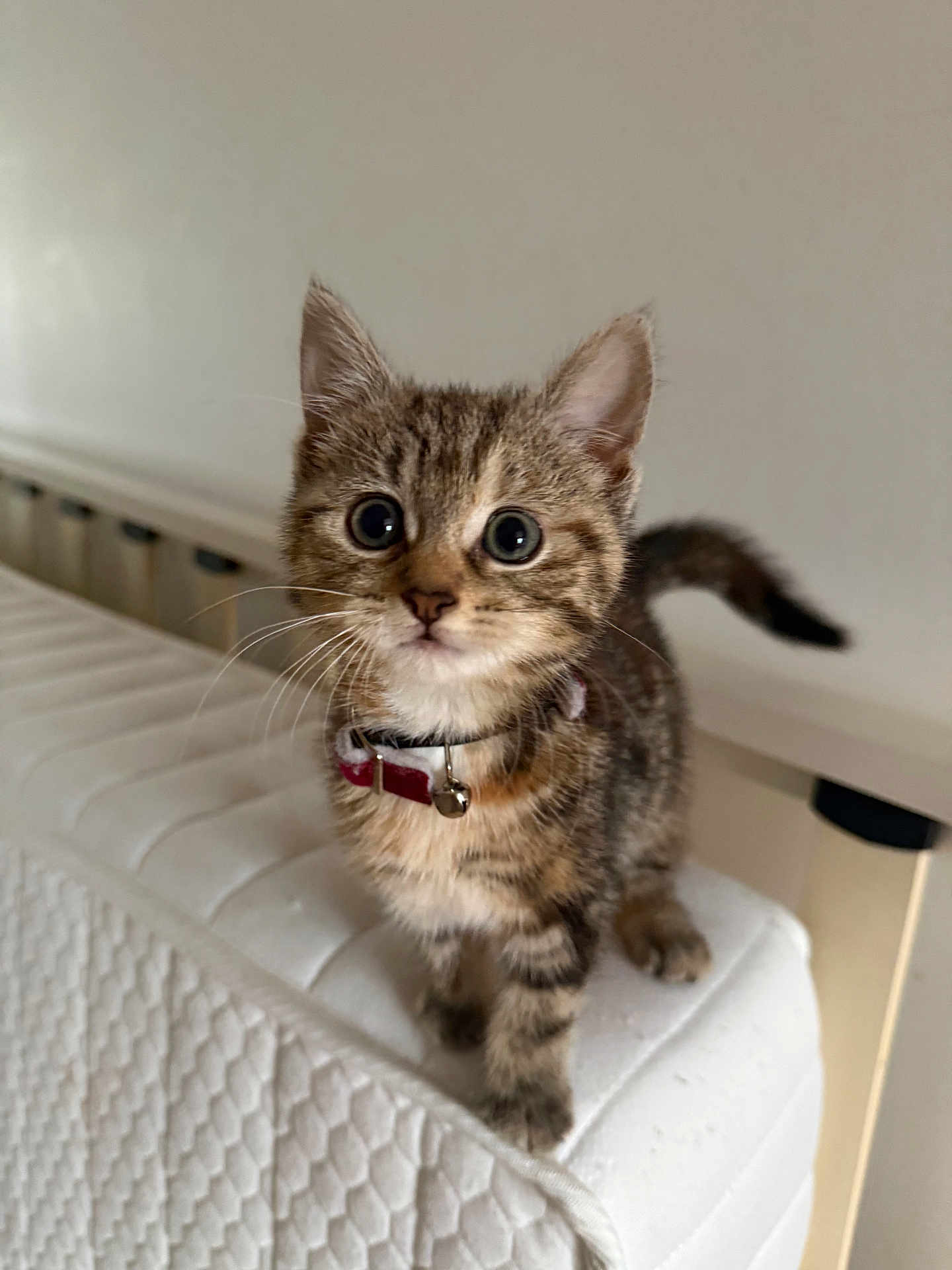 Poppy is registered to the contest to win money with this photo: kitten, cat, tabby, pet, animal, mammal, collar, bell, fur, whiskers, ears, tail, curious, cute, indoor, mattress, white, furniture, closeup, young