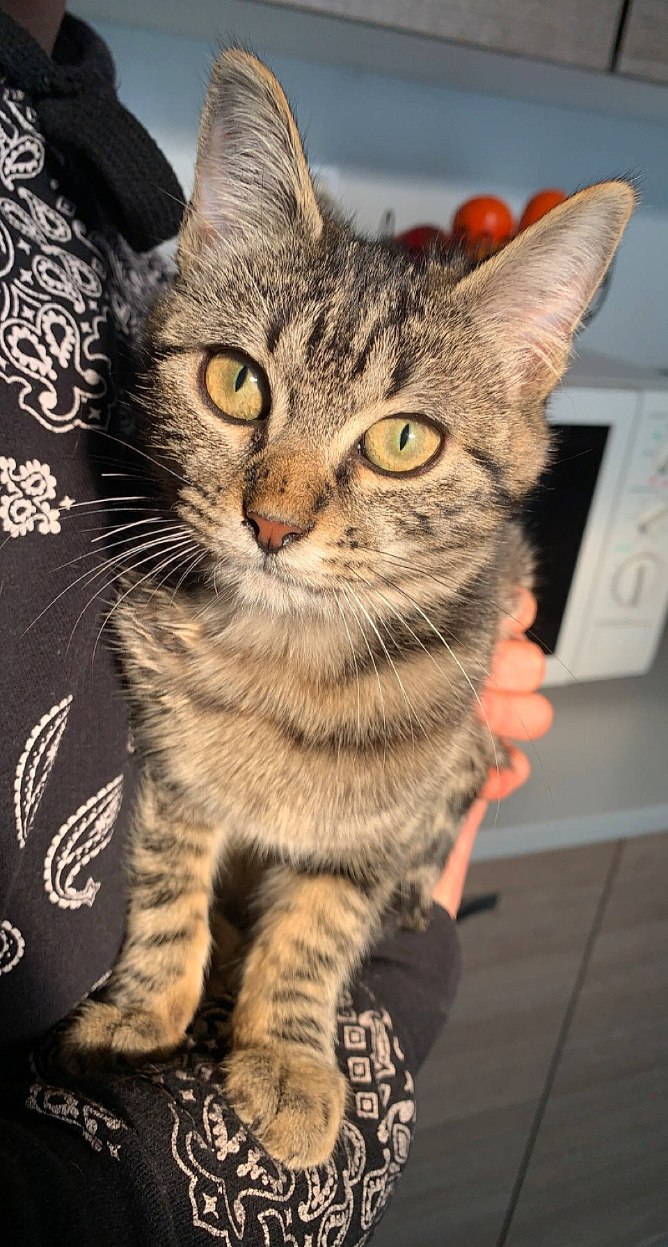 Sibade participe au concours pour gagner de l'argent avec cette photo : art, carnivore, cat, claw, domestic_short_haired_cat, felidae, fur, head, paw, photo_caption, sitting, small_to_medium_sized_cats, snout, tail, terrestrial_animal, whiskers, wildlife