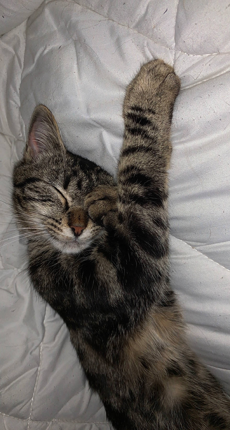 Sibade a rejoint le concours — aidez-le/la à gagner de superbes lots ! carnivore, cat, claw, comfort, domestic_short_haired_cat, eye, felidae, fur, gesture, grey, mammal, nap, paw, small_to_medium_sized_cats, snout, tail, terrestrial_animal, vertebrate, whiskers