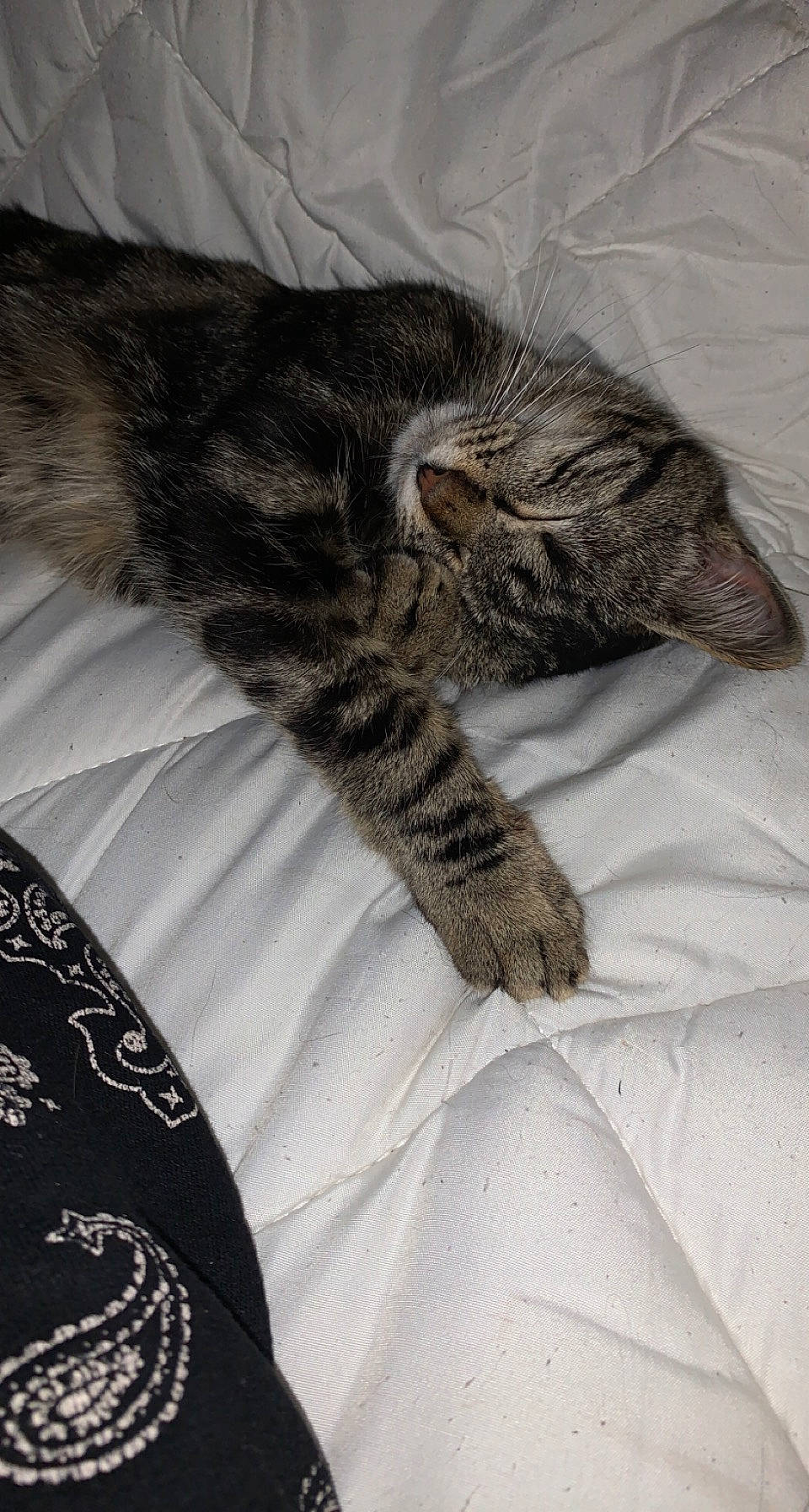 Sibade a rejoint le concours — aidez-le/la à gagner de superbes lots ! bed, carnivore, cat, claw, cloud, comfort, domestic_short_haired_cat, felidae, fur, grey, linens, nap, pattern, paw, small_to_medium_sized_cats, snout, tail, terrestrial_animal, textile, whiskers