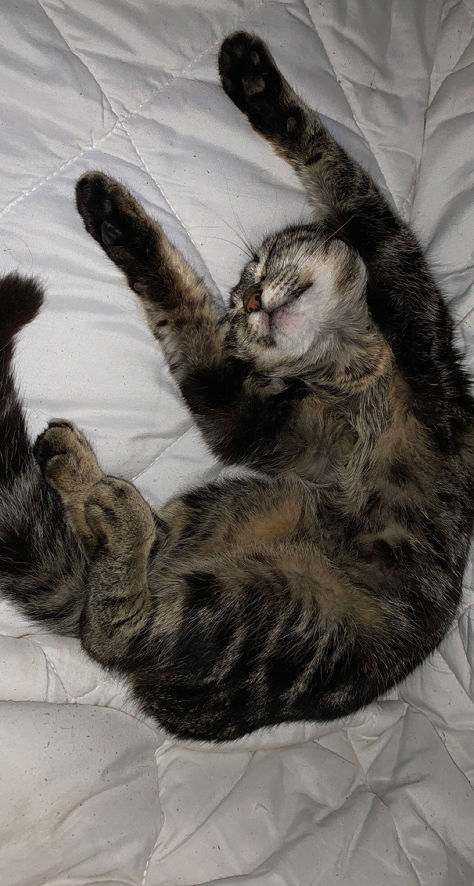 Sibade participe au concours pour gagner de l'argent avec cette photo : bombay, canidae, carnivore, cat, claw, comfort, dog_breed, domestic_short_haired_cat, felidae, foot, fur, gesture, grey, nap, paw, small_to_medium_sized_cats, snout, tail, vertebrate, whiskers