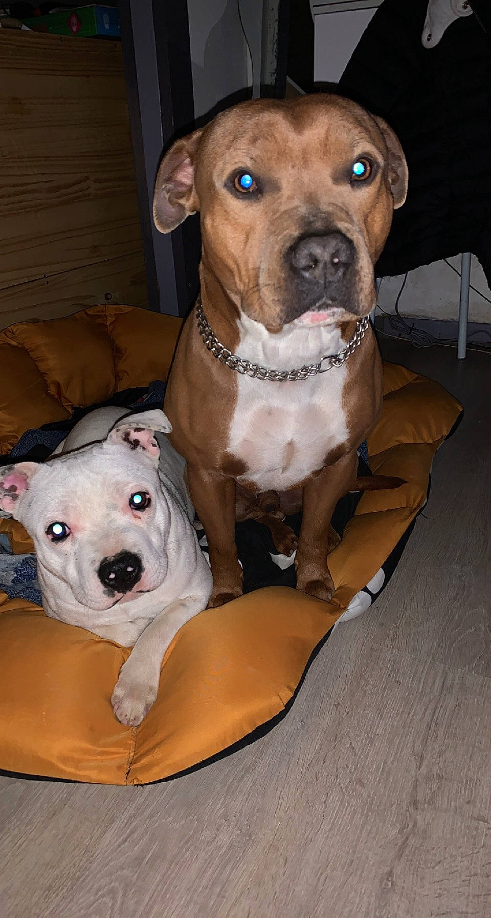 Paco Et Svenne a rejoint le concours — aidez-le/la à gagner de superbes lots ! canidae, carnivore, collar, comfort, companion_dog, dog, dog_breed, dog_clothes, dog_collar, dog_supply, fawn, non_sporting_group, pet_supply, snout, sporting_group, terrestrial_animal, whiskers, working_animal