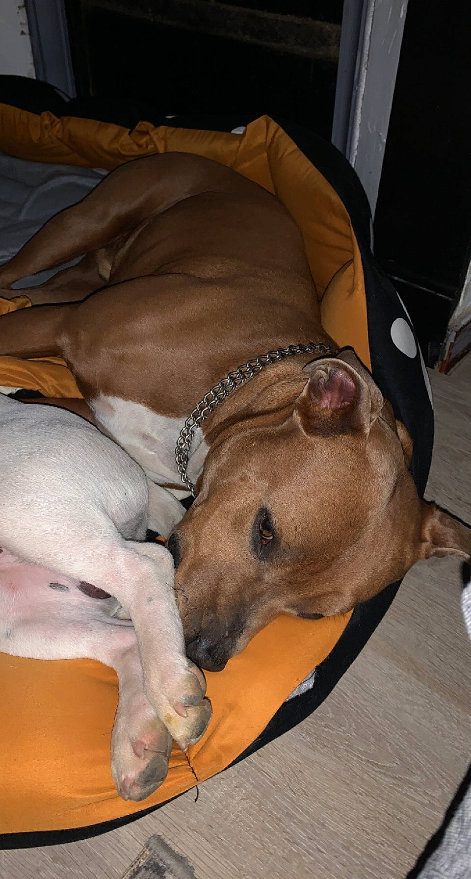 Paco Et Svenne a rejoint le concours — aidez-le/la à gagner de superbes lots ! canidae, carnivore, collar, comfort, companion_dog, dog, dog_breed, dog_supply, fawn, magyar_agar, non_sporting_group, pet_supply, polish_greyhound, rampur_greyhound, sighthound, snout, sporting_group, terrestrial_animal, whiskers, working_animal