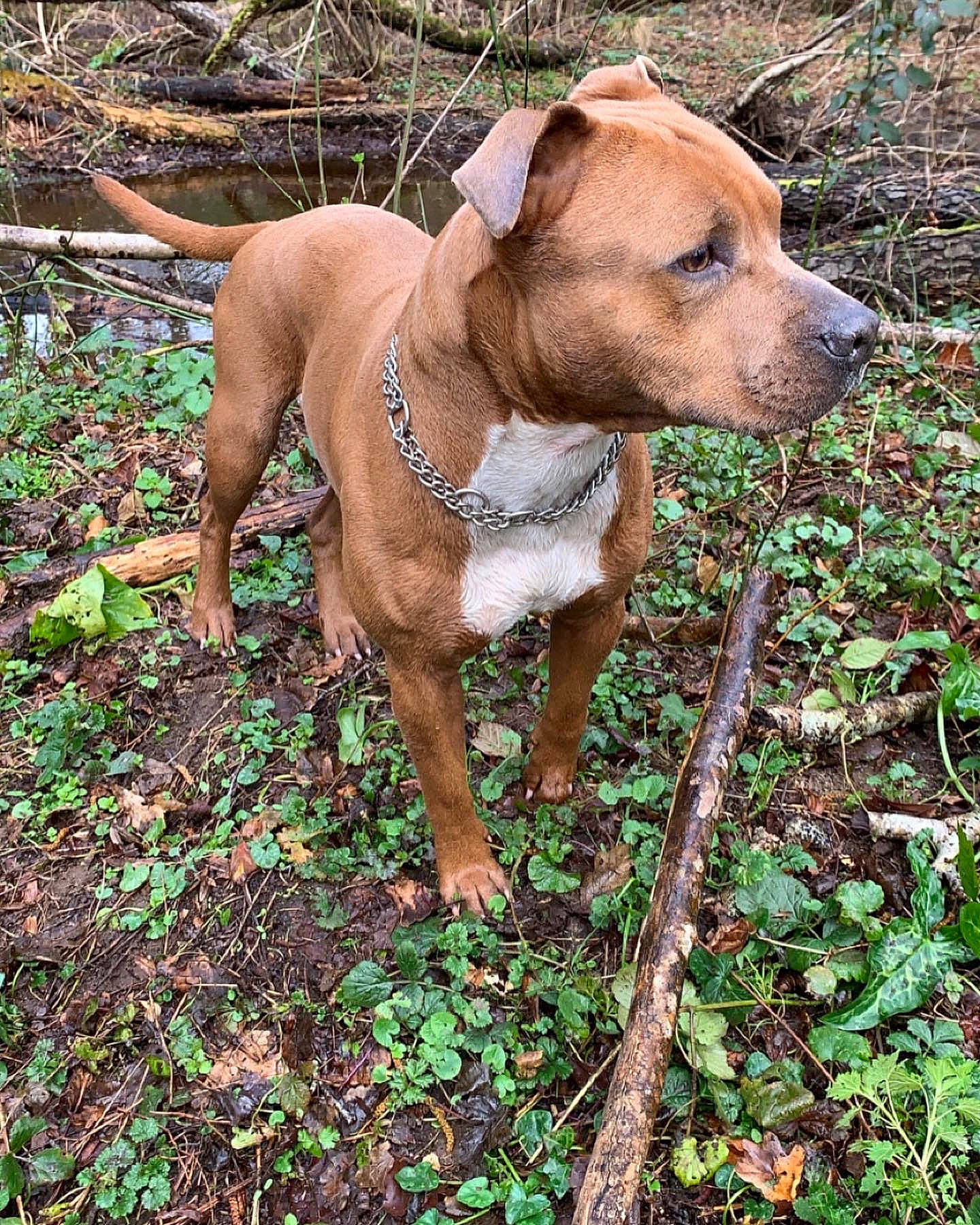 Paco Et Svenne participe au concours pour gagner de l'argent avec cette photo : carnivore, collar, companion_dog, dog, dog_breed, dog_collar, dog_supply, fawn, fence, grass, groundcover, gun_dog, liver, molosser, pet_supply, plant, tail, terrestrial_animal, whiskers, working_animal