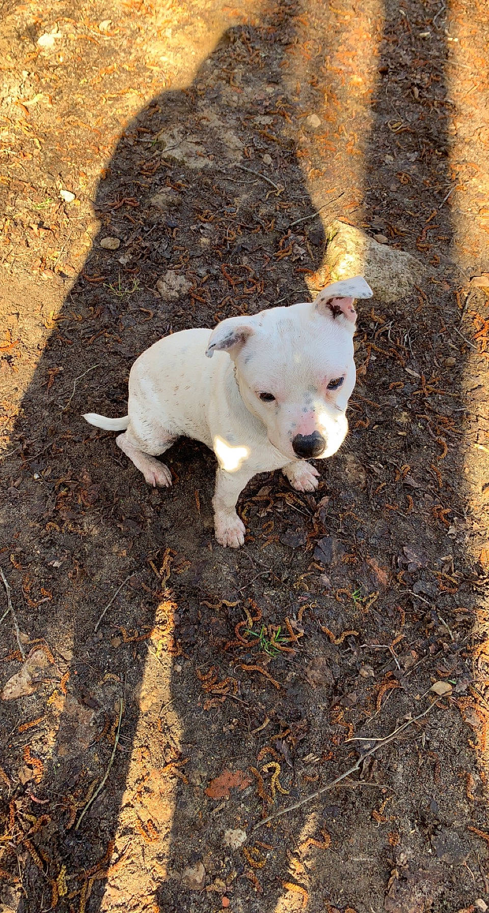Paco Et Svenne a rejoint le concours — aidez-le/la à gagner de superbes lots ! asphalt, canidae, carnivore, collar, companion_dog, dog, dog_breed, dogo_guatemalteco, fawn, grass, road_surface, shadow, snout, soil, sporting_group, tail, terrestrial_animal, toy_dog, wood, working_animal