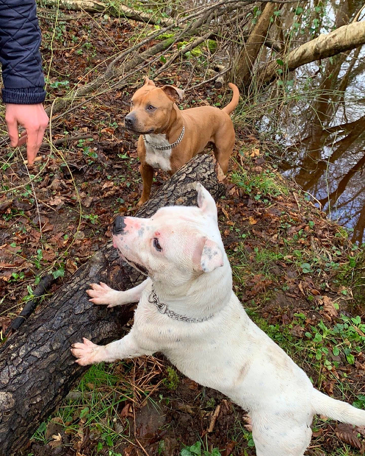 Paco Et Svenne participe au concours pour gagner de l'argent avec cette photo : canidae, carnivore, collar, companion_dog, dog, dog_breed, dog_collar, fawn, grass, gun_dog, leash, pet_supply, plant, snout, soil, sporting_group, tail, terrestrial_animal, tree, working_animal