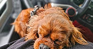 Lucky participe au concours pour gagner de l'argent avec cette photo : dog, sleeping, puppy, brown_fur, close_up, car_interior, steering_wheel, dashboard, pet, cute, relaxed, fur, animal, collar, resting, domestic_animal, mammal, indoors, soft_texture, calm