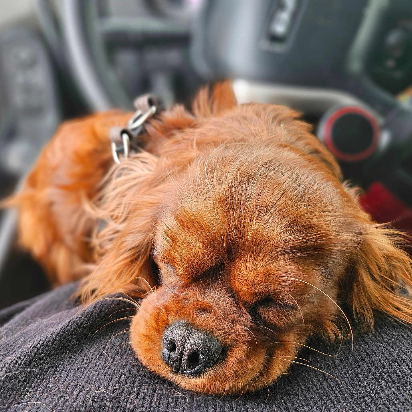 Lucky participe au concours pour gagner de l'argent avec cette photo : dog, sleeping, puppy, brown_fur, close_up, car_interior, steering_wheel, dashboard, pet, cute, relaxed, fur, animal, collar, resting, domestic_animal, mammal, indoors, soft_texture, calm