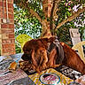 Lucky a rejoint le concours — aidez-le/la à gagner de superbes lots ! dog, brown_dog, table, bread, harness, outdoor, garden, greenery, leafy, yellow_chair, plastic_chair, tablecloth, sunlight, pet, animal, eating, food, nature, relaxing, daytime