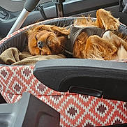 Lucky a rejoint le concours — aidez-le/la à gagner de superbes lots ! dog, pet_bed, sleeping, car_interior, blanket, brown_dog, canine, resting, seat, harness, fur, cozy, relaxed, travel, window, headrest, door, seatbelt, paw, comfort