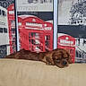 Lucky a rejoint le concours — aidez-le/la à gagner de superbes lots ! dog, brown_dog, couch, sofa, artwork, telephone_booth, red, british, interior, wall_art, big_ben, sketch, relaxed, sleepy, pet, indoor, furniture, home, decor, resting