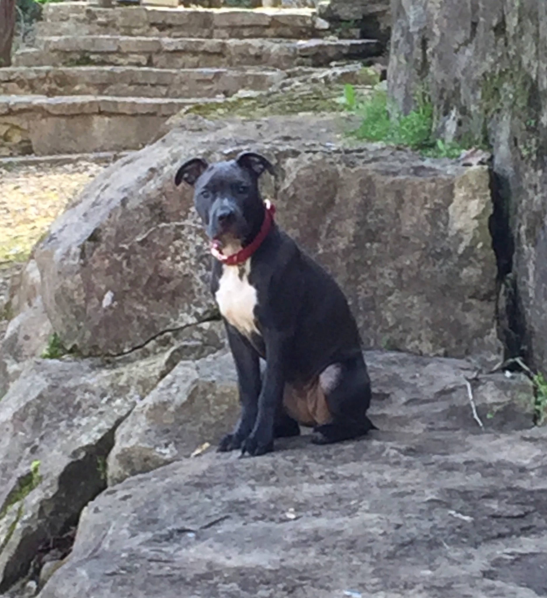 Luna joined the competition — help win amazing prizes! art, bedrock, carnivore, companion_dog, dog, dog_breed, guard_dog, hunting_dog, molosser, non_sporting_group, plant, rock, snout, sporting_group, tail, tasmanian_devil, terrestrial_animal, working_animal, working_dog