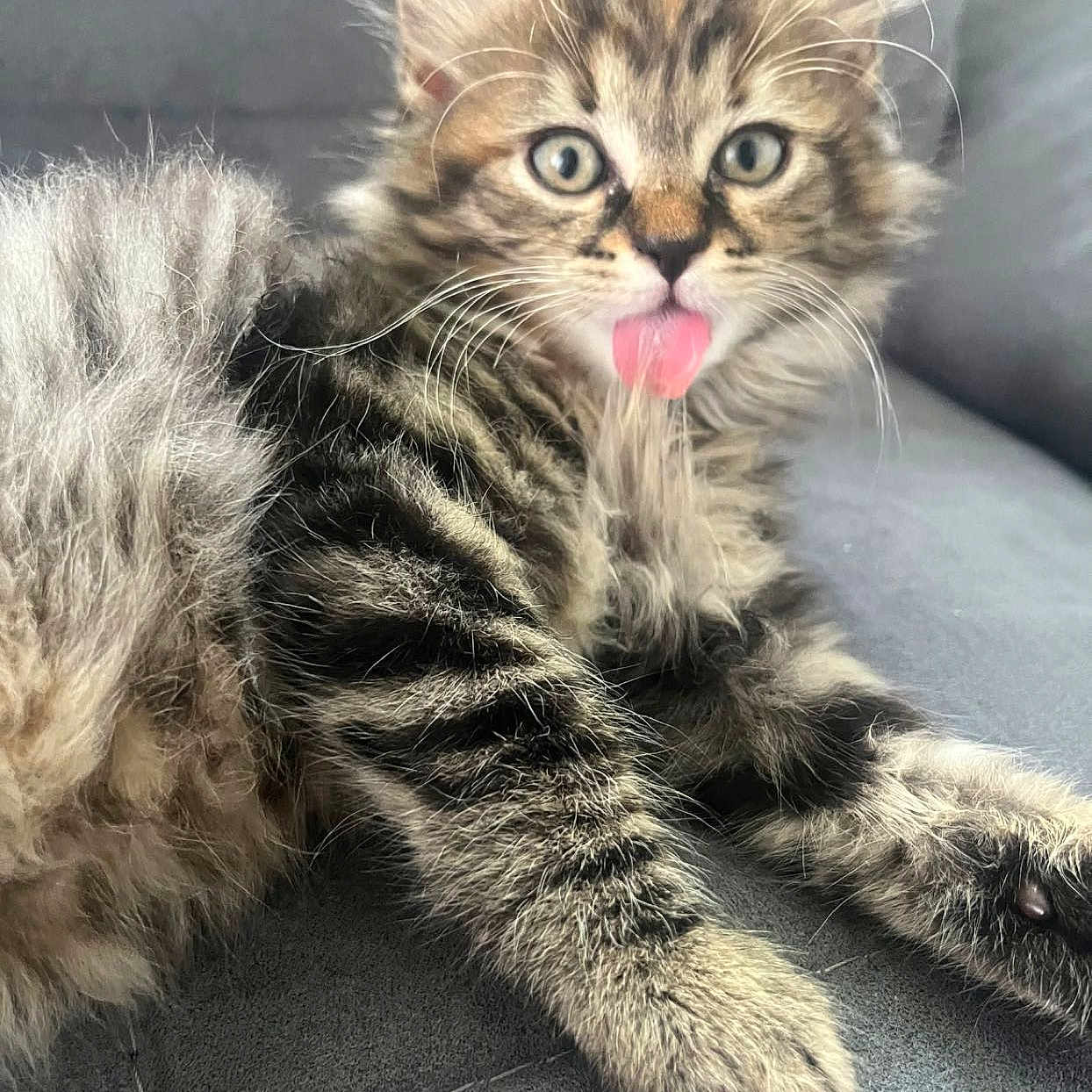 Bibiche a rejoint le concours — aidez-le/la à gagner de superbes lots ! abyssinian, angora, animal, bodypart, cat, kitten, manx, mouth, person, pet, tongue