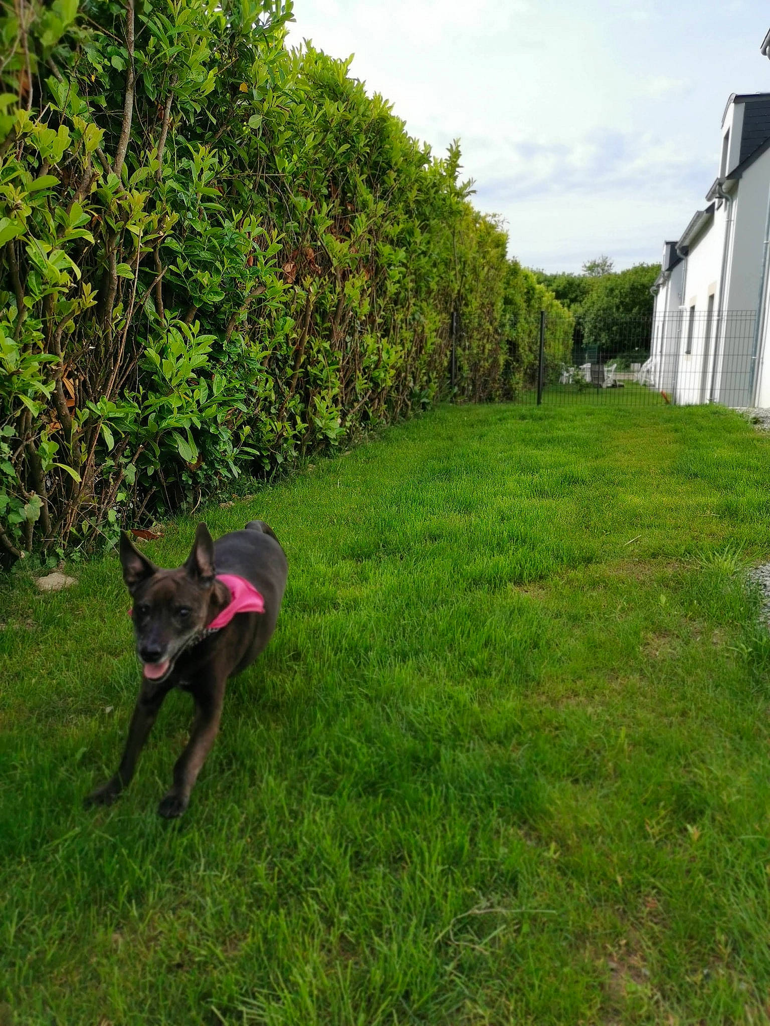Sheva participe au concours pour gagner de l'argent avec cette photo : carnivore, cloud, dog, dog_breed, fawn, grass, grass_family, grassland, groundcover, land_lot, landscape, lawn, pasture, plant, rural_area, shrub, sky, tail, tree, working_animal