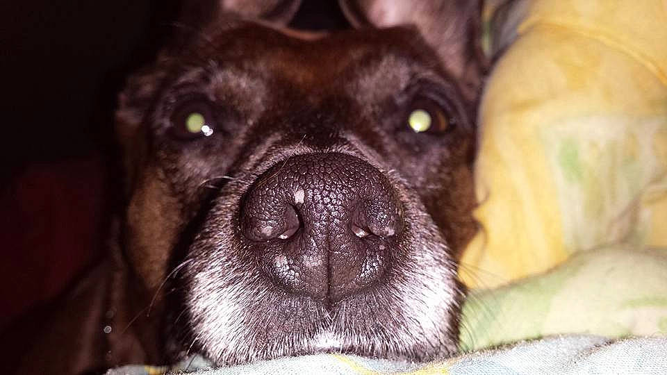 Sheva a rejoint le concours — aidez-le/la à gagner de superbes lots ! borador, canidae, carnivore, companion_dog, dog, dog_breed, fawn, fur, guard_dog, liver, magenta, non_sporting_group, snout, sporting_group, terrestrial_animal, toy_dog, whiskers, working_animal, wrinkle