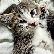 Chunky Monkey is registered to the contest to win money with this photo: kitten, cat, pet, animal, feline, cute, paw, whiskers, fur, close_up, sleeping_area, blanket, soft, indoor, young, small, resting, adorable, curious, domestic
