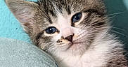 Chunky Monkey is registered to the contest to win money with this photo: kitten, cat, tabby, blue_eyes, close_up, pet, animal, cute, feline, young, fur, whiskers, resting, soft_texture, cushion, indoor, cozy, sleepy, portrait, teal_wall