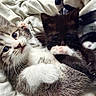 Chunky Monkey is registered to the contest to win money with this photo: kitten, cat, cute, pets, feline, tabby, black_cat, paw, cuddle, blanket, fur, whiskers, indoor, sleepy, closeup, animal, soft, resting, young, cozy