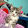 Chunky Monkey joined the competition — help win amazing prizes! kitten, cat, tabby, fluffy, purple_blanket, indoor, pet, feline, cute, young_animal, cozy, soft_toy, wall_photos, red_object, turquoise_wall, household, domestic, resting, small_animal, animal_portrait