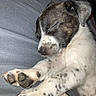 Angel joined the competition — help win amazing prizes! puppy, sleeping, dog, close_up, paw, white, black, speckled, fur, pet, cute, resting, animal, indoors, cozy, soft, face, nose, ear, relax