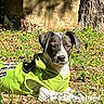 Angel joined the competition — help win amazing prizes! dog, hoodie, green_clothing, outdoor, grass, tree, sunlight, pet, animal, relaxed, nature, leaf, canine, sitting, daytime, fur, portrait, mammal, companion, casual
