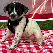 Angel joined the competition — help win amazing prizes! puppy, dog, black_and_white, spotted, harness, picnic_blanket, red_and_white, outdoor, grass, cute, pet, animal, sitting, young_dog, curious, small_dog, portrait, canine, fur, playful