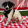 puppy, dog, black_and_white, spotted, harness, picnic_blanket, red_and_white, outdoor, grass, cute, pet, animal, sitting, young_dog, curious, small_dog, portrait, canine, fur, playful
