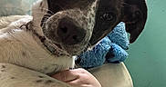 Angel is registered to the contest to win money with this photo: dog, close_up, indoor, couch, blue_toy, hand, window, teal_wall, collar, speckled_fur, relaxed, pet, animal, fur, napping, cozy, portrait, companion, domestic, cute