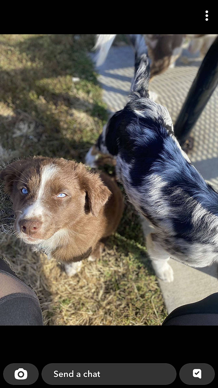 Ezekiel is registered to the contest to win money with this photo: canidae, carnivore, companion_dog, dog, dog_breed, fawn, fur, grass, herding_dog, liver, livestock, paw, plant, puppy_love, snout, sporting_group, tail, terrestrial_animal, whiskers, working_animal