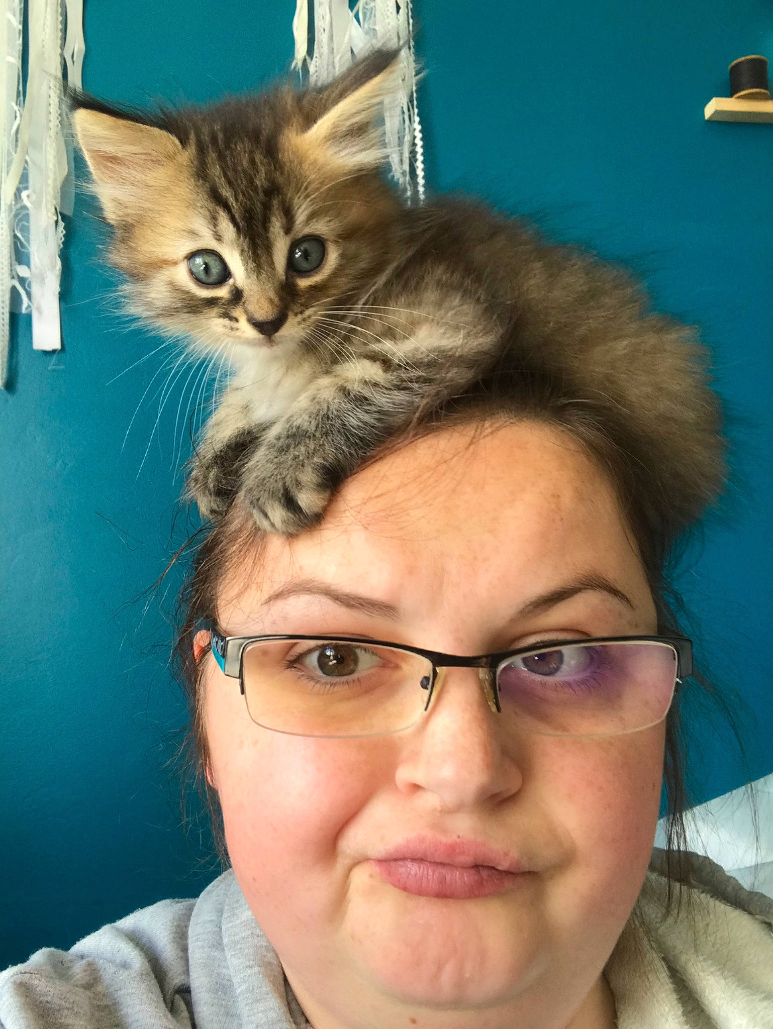 Papuche participe au concours pour gagner de l'argent avec cette photo : asian, carnivore, cat, domestic_short_haired_cat, european_shorthair, felidae, forehead, glasses, hair, kitten, maine_coon, nose, photography, pixie_bob, siberian, small_to_medium_sized_cats, tabby_cat, whiskers