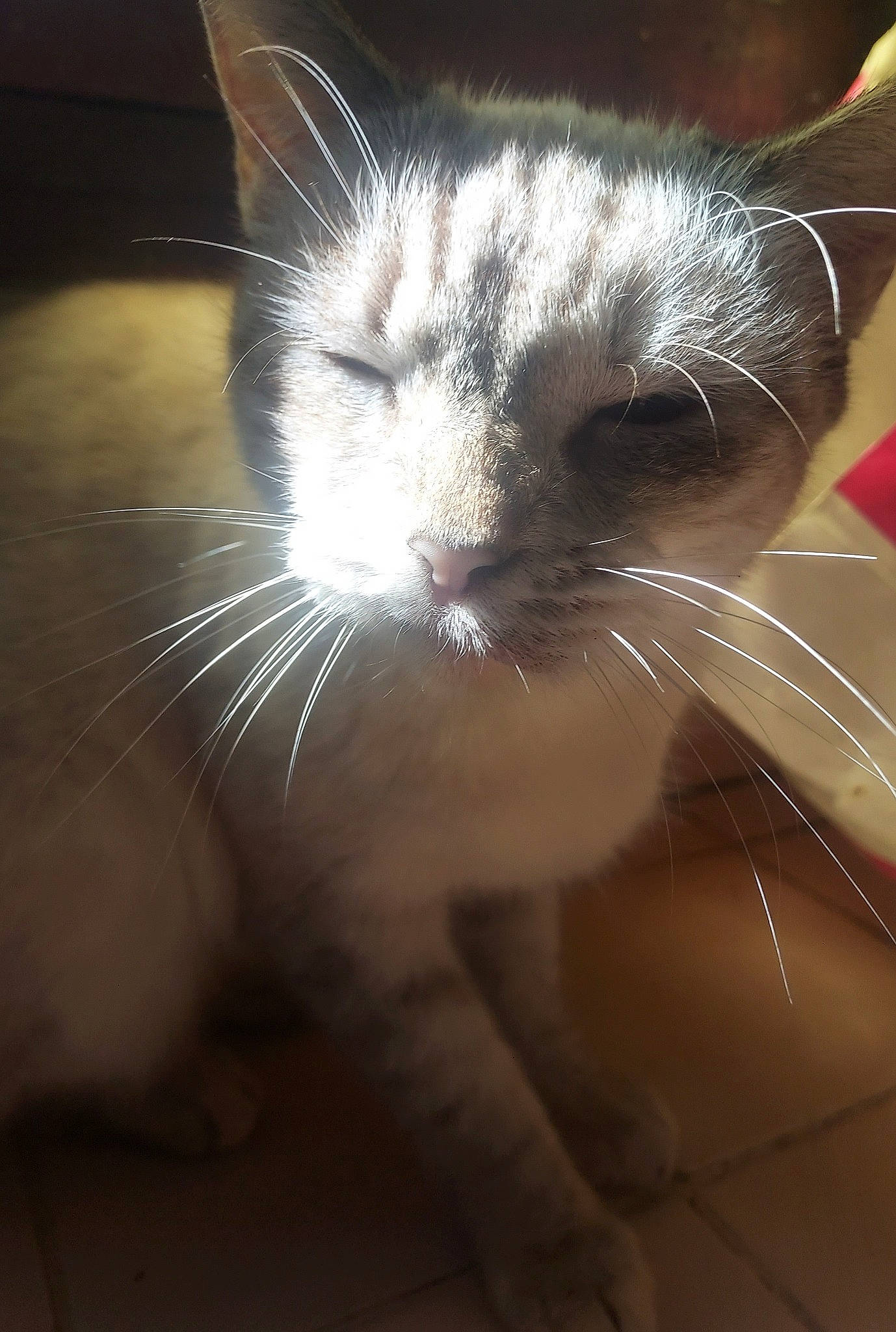 Nala participe au concours pour gagner de l'argent avec cette photo : carnivore, cat, claw, close_up, cloud, comfort, darkness, domestic_short_haired_cat, ear, fawn, felidae, fur, hair, iris, nail, nose, paw, small_to_medium_sized_cats, snout, whiskers