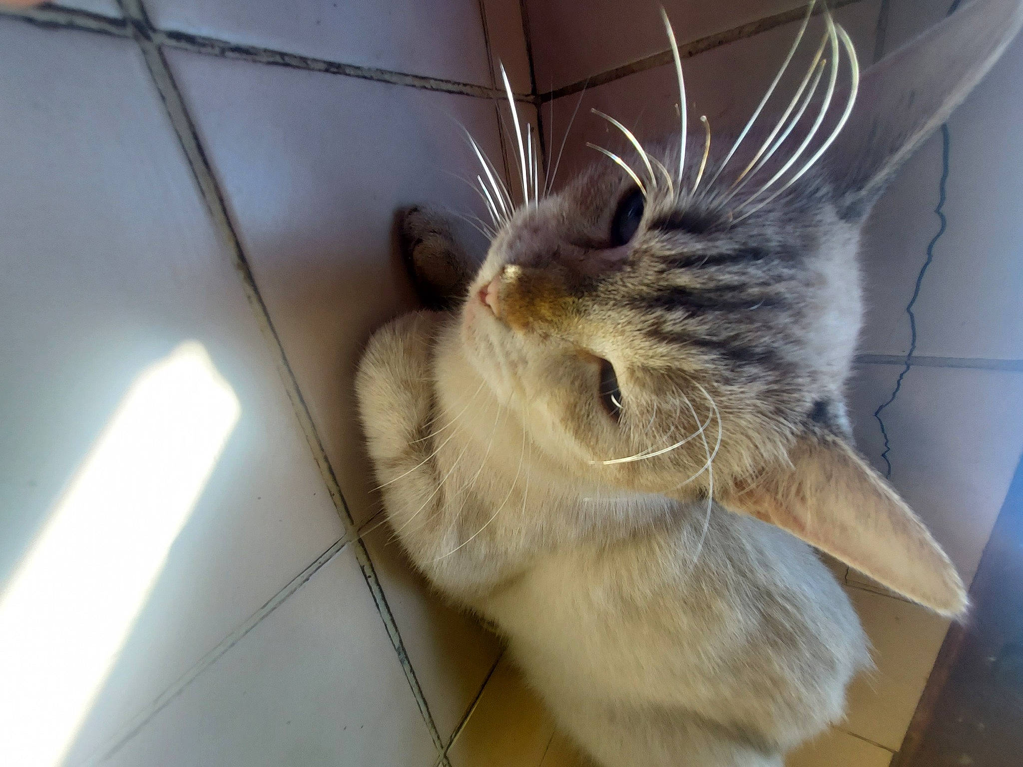 Nala participe au concours pour gagner de l'argent avec cette photo : animal_shelter, cage, carnivore, cat, claw, domestic_short_haired_cat, fawn, felidae, flooring, fur, mammal, paw, small_to_medium_sized_cats, snout, tail, vertebrate, washing_machine, whiskers