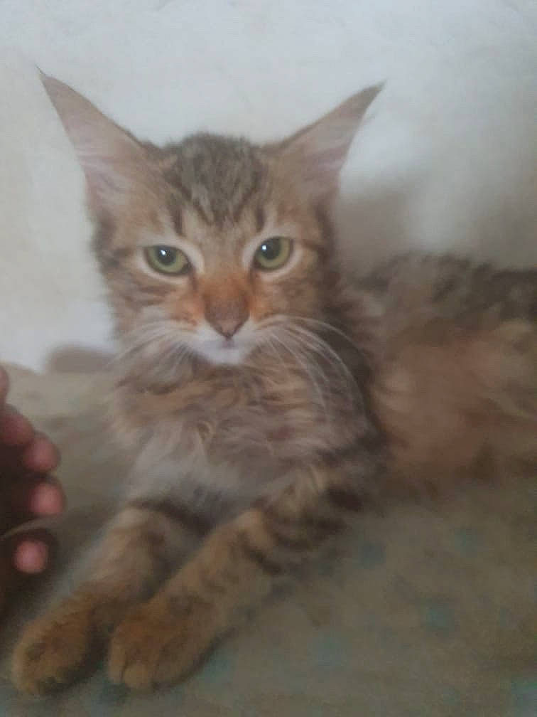 Magalie a rejoint le concours — aidez-le/la à gagner de superbes lots ! art, carnivore, cat, claw, domestic_short_haired_cat, eye, fawn, felidae, fur, paw, small_to_medium_sized_cats, tail, terrestrial_animal, whiskers, wildlife