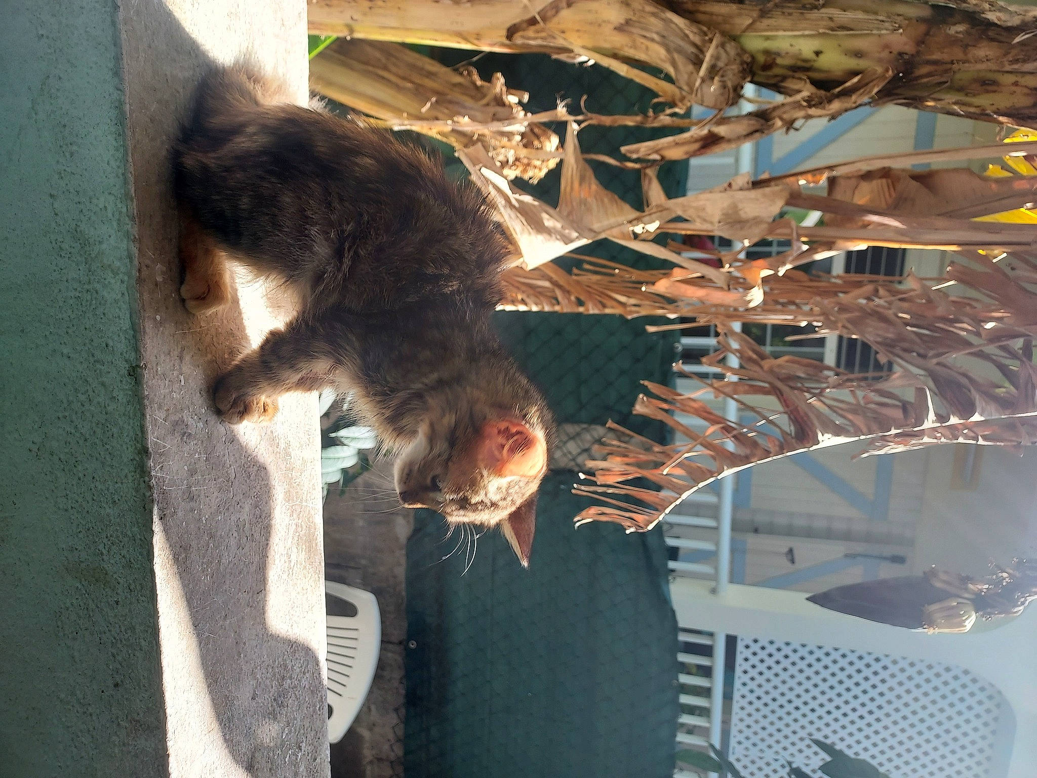 Magalie participe au concours pour gagner de l'argent avec cette photo : art, canidae, dog_breed, fawn, felidae, fun, fur, metal, reflection, shadow, small_to_medium_sized_cats, sporting_group, tail