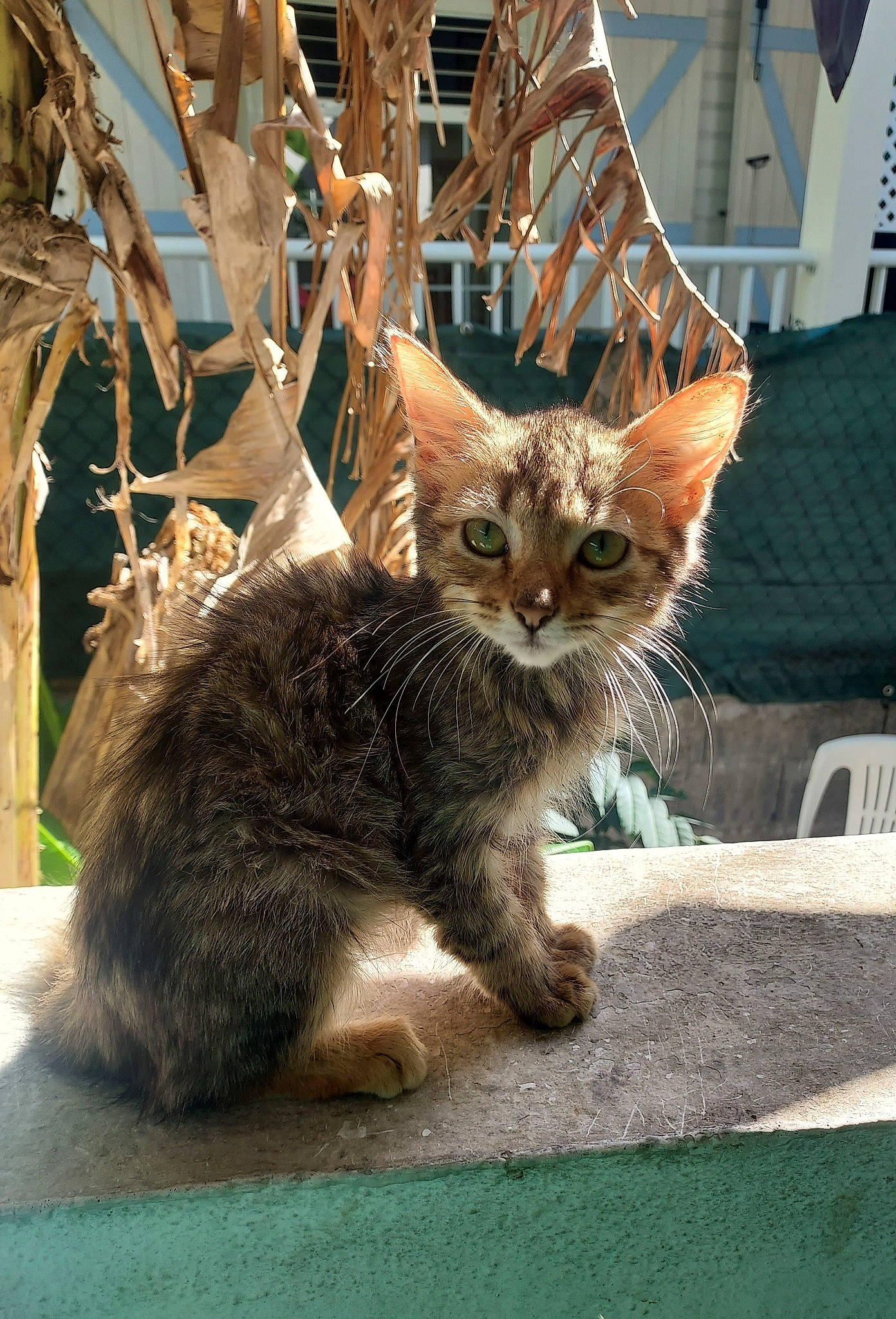 Magalie a rejoint le concours — aidez-le/la à gagner de superbes lots ! carnivore, cat, claw, domestic_short_haired_cat, fawn, felidae, fur, paw, plant, sitting, small_to_medium_sized_cats, snout, tail, terrestrial_animal, tree, twig, whiskers, wildlife, window, wood