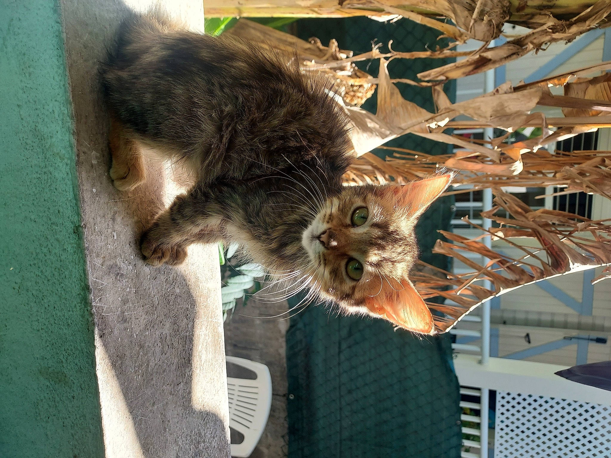 Magalie participe au concours pour gagner de l'argent avec cette photo : canidae, carnivore, cat, claw, domestic_short_haired_cat, fawn, felidae, fur, plant, procyonidae, small_to_medium_sized_cats, snout, sporting_group, tail, terrestrial_animal, twig, whiskers, wildlife, window, wood